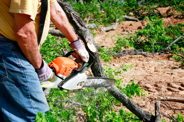 The Steps Involved in Our Tree Care Process in Byron, GA